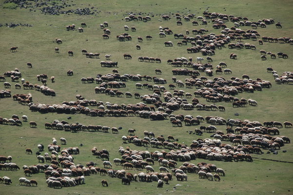 13. 9. 2010 16:52:19: Arménie 2010 - stádo ovcí (Králík)
