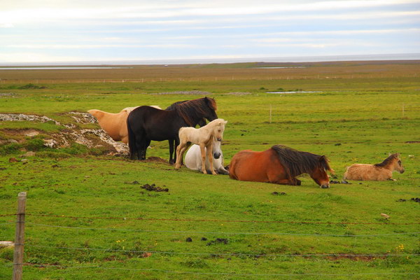 9. 8. 2013 11:20:41: Island 2013 - Poloostrov Snafellsnes, Lýsuhóll, koňská farma (Vláďa)