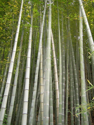 17. 5. 2006 13:13:04: Japonsko 2006 - Kamakura - bambusový lesík (Jehlička)