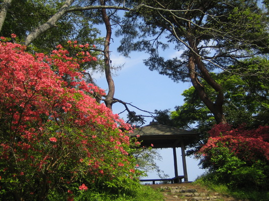 18. 5. 2006 13:45:47: Japonsko 2006 - Matsushima - ostrov Fukuura-jima s botanickou zahradou (Jehlička)