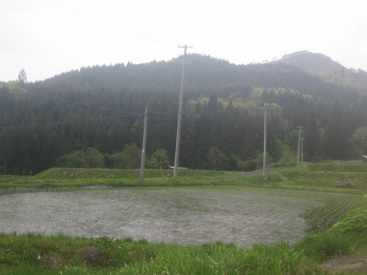 19. 5. 2006 15:41:07: Japonsko 2006 - rýžová pole (Jehlička)