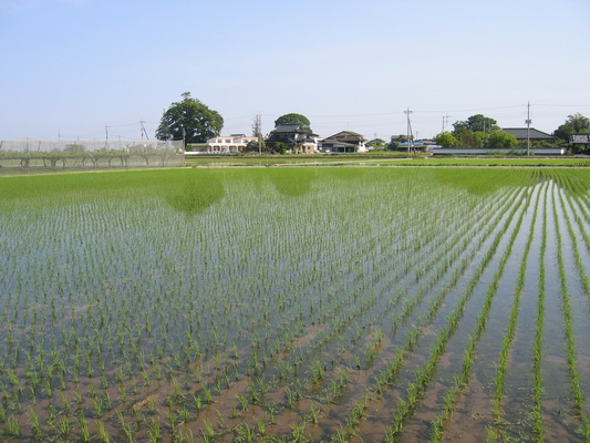 21. 5. 2006 8:12:20: Japonsko 2006 - rýžové pole (Terka)