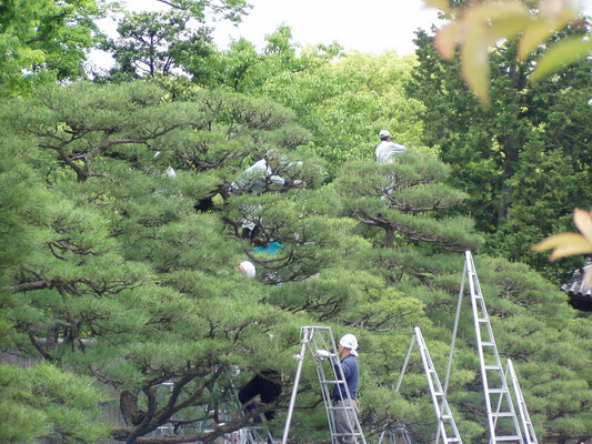 23. 5. 2006 9:37:11: Japonsko 2006 - Kyoto - hrad Nijo-jo - zahradníci (Bobek)