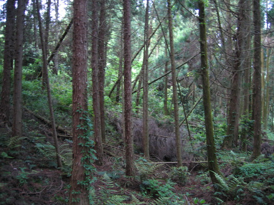 25. 5. 2006 5:42:33: Japonsko 2006 - Aso - nocleh v  pralese  (Terka)