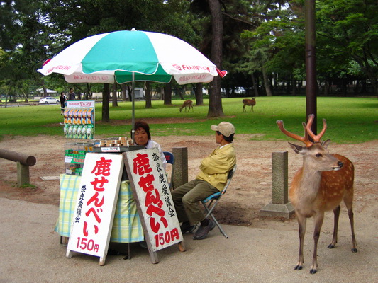 26. 5. 2006 13:21:44: Japonsko 2006 - Nara - jelínci
