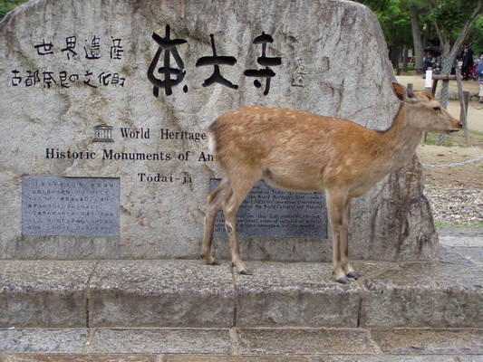 26. 5. 2006 13:43:31: Japonsko 2006 - Nara - jelínek (Bobek)