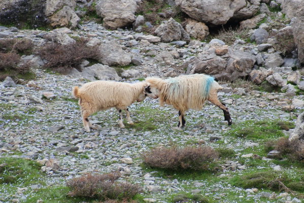 30. 5. 2011 14:10:54: Kréta 2011 - Ovce (Vláďa)