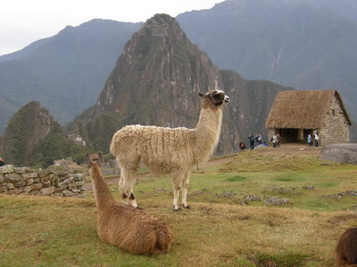 22. 9. 2007 6:31:26: Peru 2007 - Machu picchu
