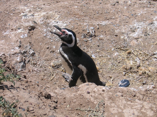 27. 11. 2005 12:48:30: Argentina 2005 - Peninsula Valdés - tučňák (Terka)