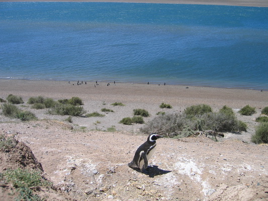 27. 11. 2005 12:50:23: Argentina 2005 - Peninsula Valdés - tučňáci (Terka)