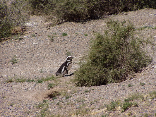 27. 11. 2005 12:53:15: Argentina 2005 - Peninsula Valdés - tučňák (Bobek)