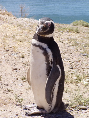 27. 11. 2005 12:55:16: Argentina 2005 - Peninsula Valdés - tučňák (Bobek)