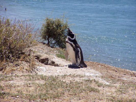 27. 11. 2005 12:56:31: Argentina 2005 - Peninsula Valdés - tučňák (Bobek)