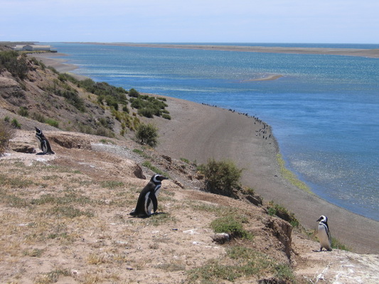 27. 11. 2005 12:57:33: Argentina 2005 - Peninsula Valdés - tučňáci (Terka)