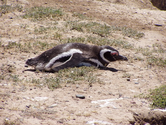 27. 11. 2005 12:59:38: Argentina 2005 - Peninsula Valdés - tučňák (Bobek)