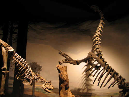28. 11. 2005 12:33:10: Argentina 2005 - Trelew - Museo Paleontológico Egidio Feruglio (Terka)