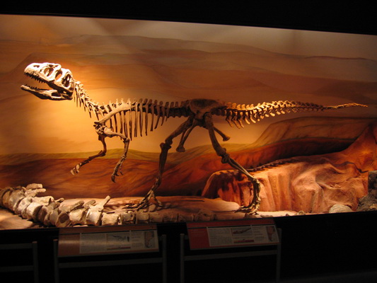 28. 11. 2005 12:33:35: Argentina 2005 - Trelew - Museo Paleontológico Egidio Feruglio (Terka)
