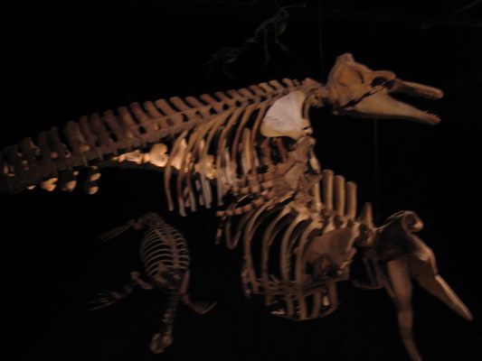 28. 11. 2005 12:55:22: Argentina 2005 - Trelew - Museo Paleontológico Egidio Feruglio (Terka)