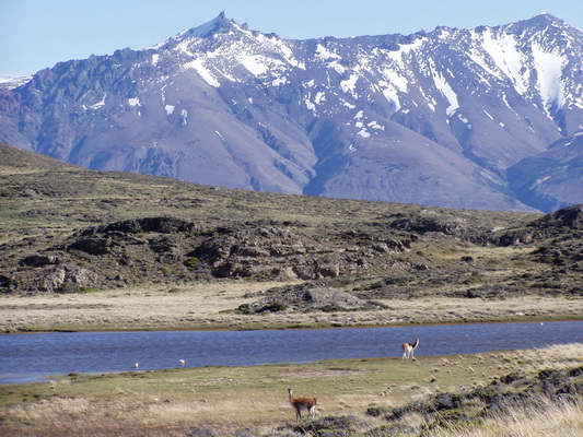 30. 11. 2005 18:09:27: Argentina 2005 - P. N. Perito Moreno - kýč s lamami u laguny (Bobek)