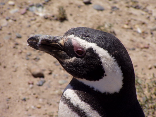 27. 11. 2005 12:55:00: Argentina 2005 - Peninsula Valdés - tučňák