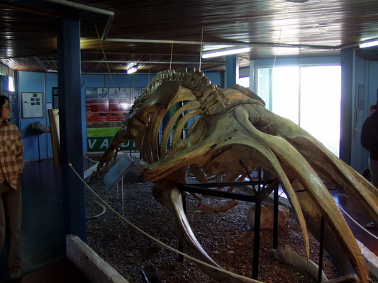 28. 11. 2005 8:55:51: Argentina 2005 - Peninsula Valdés - museum - velryba
