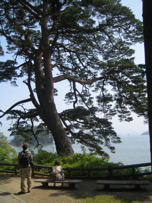 18. 5. 2006 13:28:21: Japonsko 2006 - Matsushima - ostrov Fukuura-jima s botanickou zahradou (Jehlička)