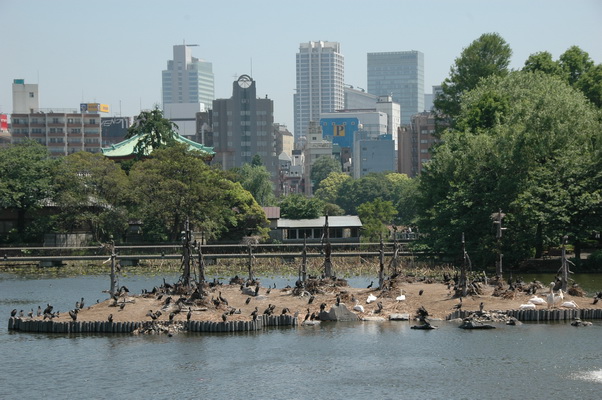 20. 5. 2006 13:22:25: Japonsko 2006 - Tokyo - Ueno - zoo (Petr)