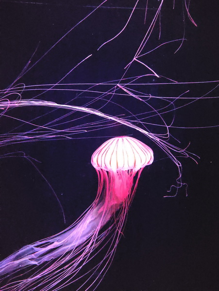 03.08.2025 14:01:39: Japonsko 2025 - Tokyo, Sumida aquarium (Anežka)