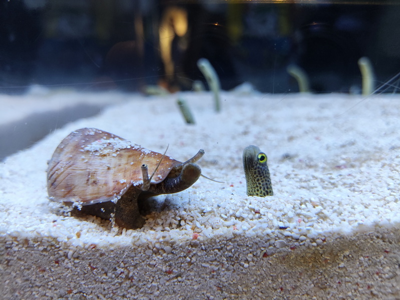 03.08.2025 14:15:07: Japonsko 2025 - Tokyo, Sumida aquarium (Vláďa)
