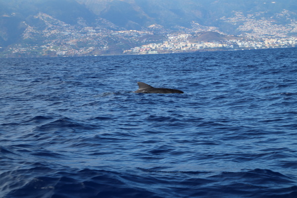 21. 8. 2021 17:00:37: Madeira 2021 - Pozorování delfínů a kulohlavců (Vláďa)
