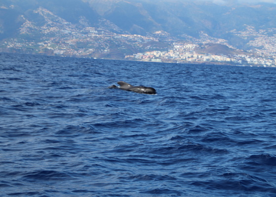 21. 8. 2021 17:00:45: Madeira 2021 - Pozorování delfínů a kulohlavců (Vláďa)