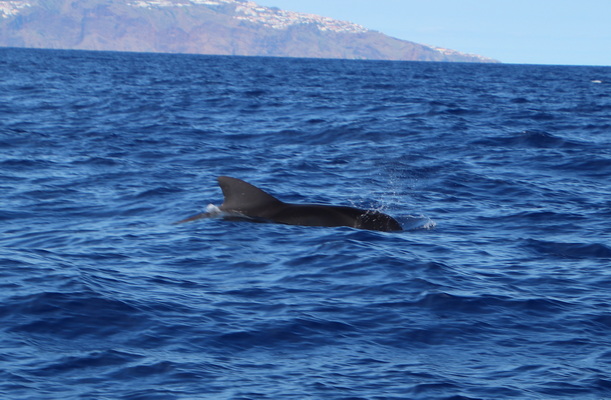 21. 8. 2021 17:00:59: Madeira 2021 - Pozorování delfínů a kulohlavců (Vláďa)