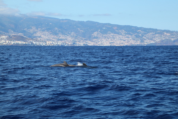21. 8. 2021 17:01:00: Madeira 2021 - Pozorování delfínů a kulohlavců (Vláďa)