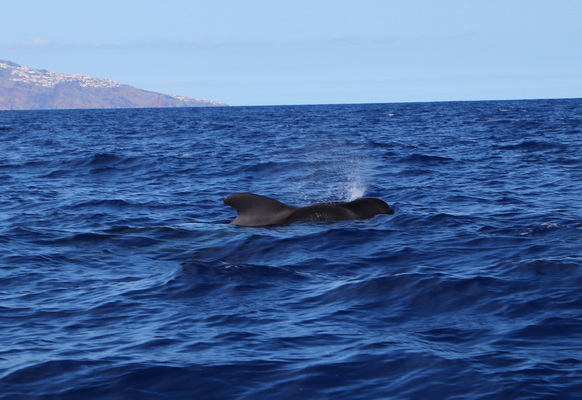 21. 8. 2021 17:01:26: Madeira 2021 - Pozorování delfínů a kulohlavců (Vláďa)