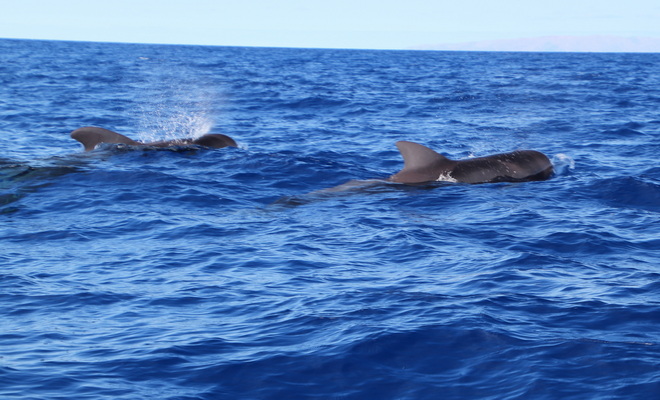 21. 8. 2021 17:01:56: Madeira 2021 - Pozorování delfínů a kulohlavců (Vláďa)