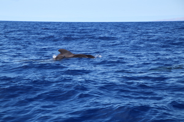 21. 8. 2021 17:02:30: Madeira 2021 - Pozorování delfínů a kulohlavců (Vláďa)