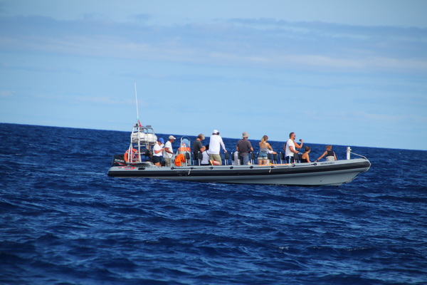 21. 8. 2021 17:03:43: Madeira 2021 - Pozorování delfínů a kulohlavců (Vláďa)