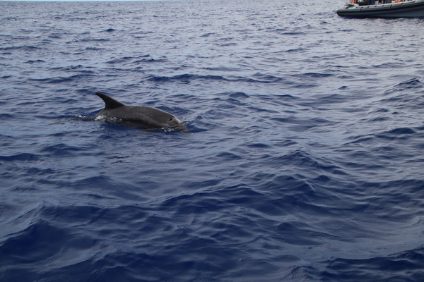 21. 8. 2021 17:41:23: Madeira 2021 - Pozorování delfínů a kulohlavců (Vláďa)
