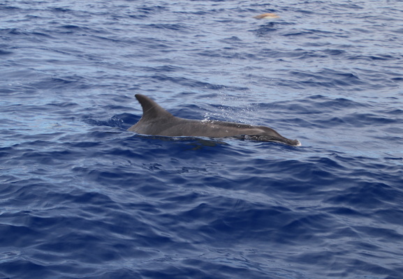 21. 8. 2021 17:44:12: Madeira 2021 - Pozorování delfínů a kulohlavců (Vláďa)