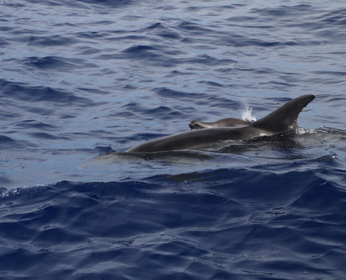 21. 8. 2021 17:45:53: Madeira 2021 - Pozorování delfínů a kulohlavců (Vláďa)