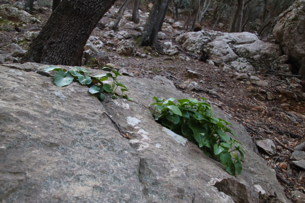 29. 3. 2024 9:04:44: Mallorca 2024 - Cesta z Valldemossy do Deiy (Vláďa)