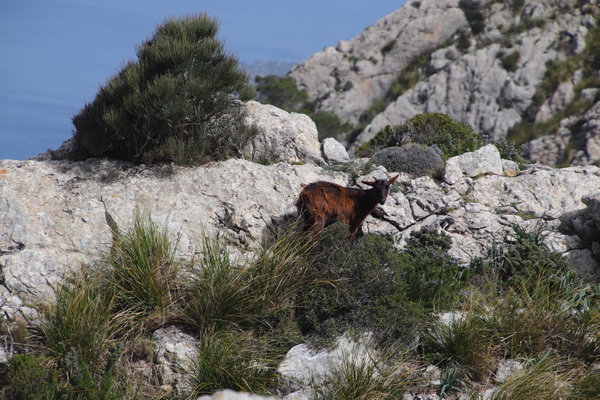 29. 3. 2024 11:03:04: Mallorca 2024 - Cesta z Valldemossy do Deiy (Vláďa)