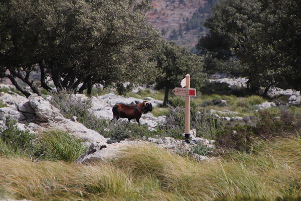 29. 3. 2024 11:40:18: Mallorca 2024 - Cesta z Valldemossy do Deiy (Vláďa)