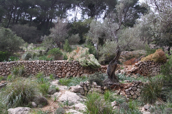 29. 3. 2024 13:13:33: Mallorca 2024 - Cesta z Valldemossy do Deiy (Vláďa)