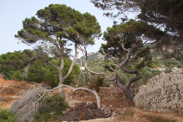 29. 3. 2024 16:59:16: Mallorca 2024 - Cesta z Deiy do Port de Sóller (Vláďa)