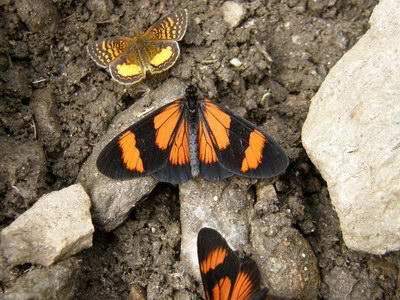 21. 9. 2007 9:08:43: Peru 2007 - 8. den treku - motýli (Bobek)