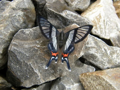 21. 9. 2007 13:02:17: Peru 2007 - 8. den treku - motýl (Bobek)