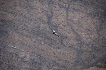 25. 9. 2007 14:58:27: Peru 2007 - cesta do Sopory - kondor (Králík)