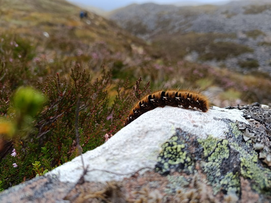 19.08.2024 12:44:28: Skotsko 2024 - Přechod přes sedlo Lairig Ghru (Géďa)