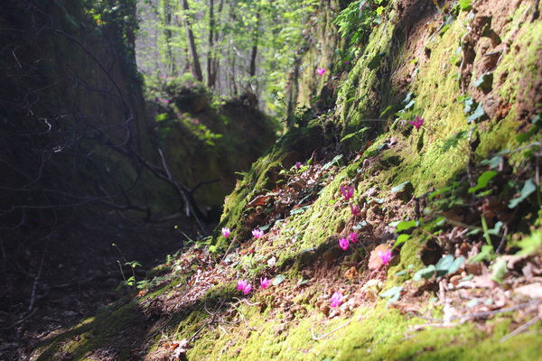 04.04.2026 10:18:06: Toskánsko 2026 - Cesta do Pitilgiana (Terka)